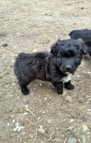 3 cățelușe de intors oile (Donez) - imagine 5