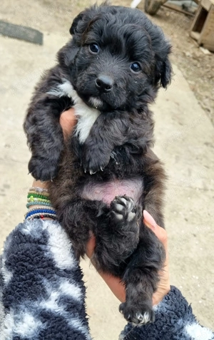 3 cățelușe de intors oile (Donez) - imagine 4