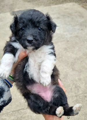 3 cățelușe de intors oile (Donez) - imagine 2