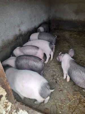 Vand purcei  - imagine 2