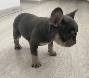 Cățelușa bulldog francez de vânzare  - imagine 3