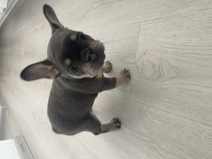 Cățelușa bulldog francez de vânzare  - imagine 5