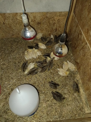 Pui gaini araucana leghorn italiene issa brown