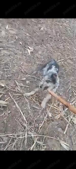 Cățel mudi  - imagine 2