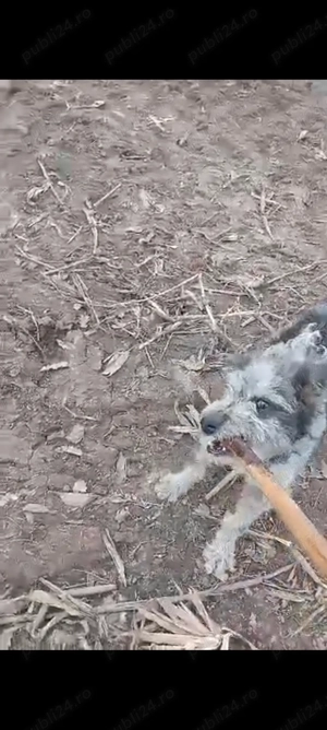 Cățel mudi  - imagine 3