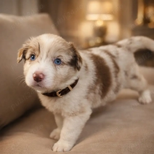 border collie Red merle pedigree export  - imagine 5