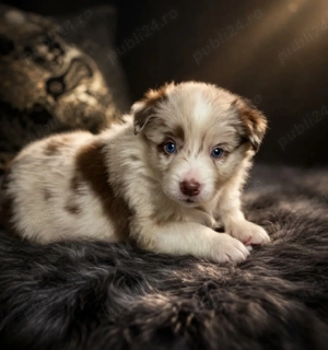 Border Collie Red Merle din părinți premiați cu Pedigree Export  - imagine 3