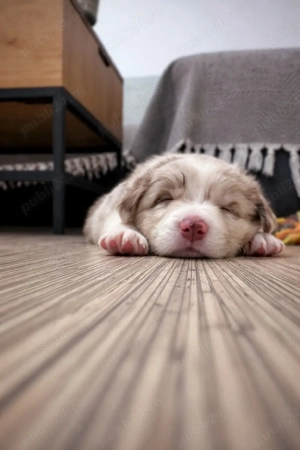 Border Collie Red Merle din părinți premiați cu Pedigree Export  - imagine 4