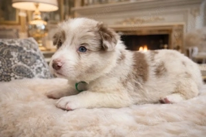 Border Collie Red Merle din părinți premiați cu Pedigree Export 