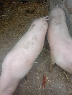 De vânzare purceluțe - imagine 3