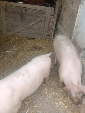 De vânzare purceluțe - imagine 2