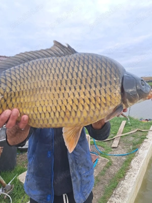 Repruducatori crap mare 7-8 kg - imagine 4