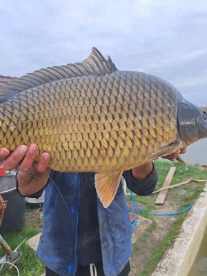 Repruducatori crap mare 7-8 kg - imagine 2