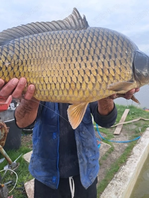 Repruducatori crap mare 7-8 kg - imagine 3