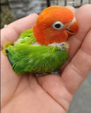 pui de agapornis - imagine 3