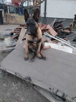 Ciobanesc Belgian Femela