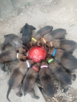 Catei Belgian Malinois 