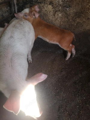 3purcei la1000 - imagine 2