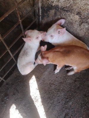 3purcei la1000 - imagine 5