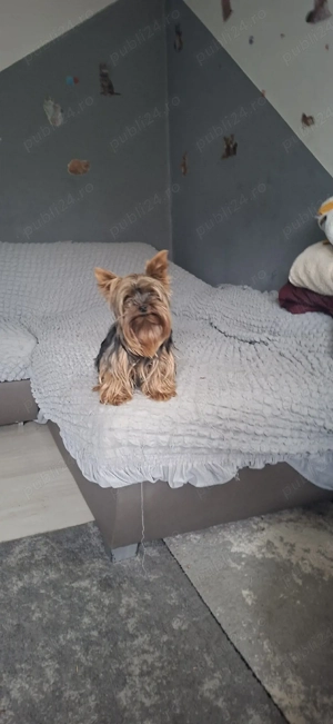 Yorkshire terrier toy