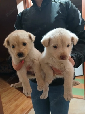 Labrador auriu - imagine 2