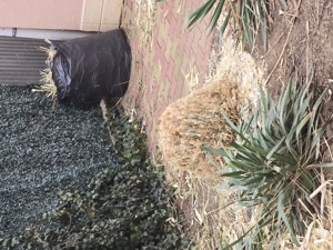 Honda Hornet in stare f buna - imagine 5