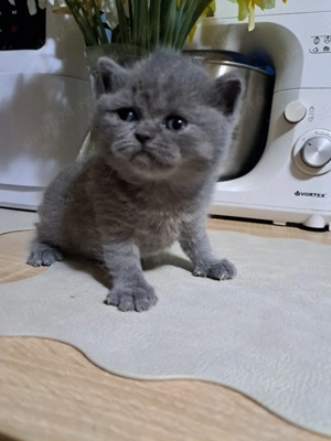 British shorthair blue 