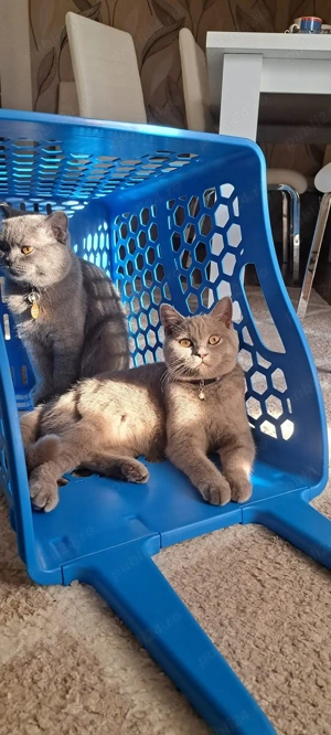 British shorthair colorpoint  - imagine 3