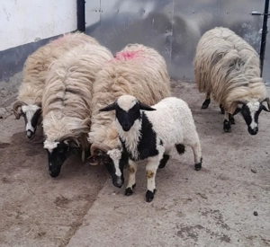 Vând    șase    oi  - imagine 3