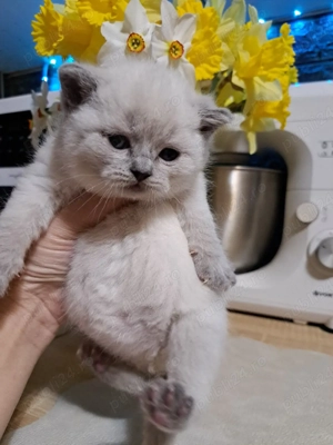 British shorthair colorpoint  - imagine 2