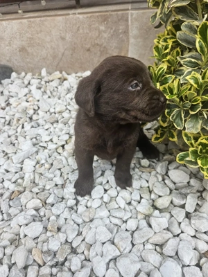 Labrador Ciocolatiu - imagine 4