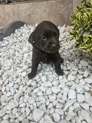 Labrador Ciocolatiu - imagine 3