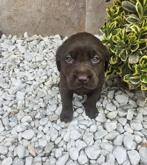 Labrador Ciocolatiu - imagine 2