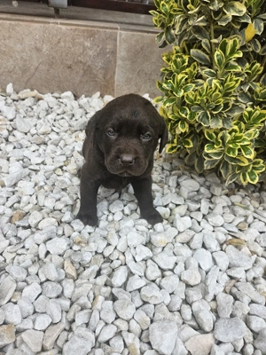 Labrador Ciocolatiu - imagine 5