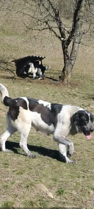 Disponibilă femelă  - imagine 2