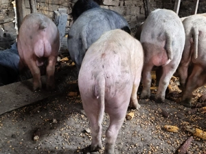 Vând vier 70 -80 kg - imagine 2