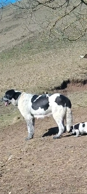 Disponibilă femelă  - imagine 5