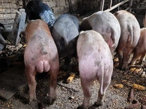 Vând vier 70 -80 kg