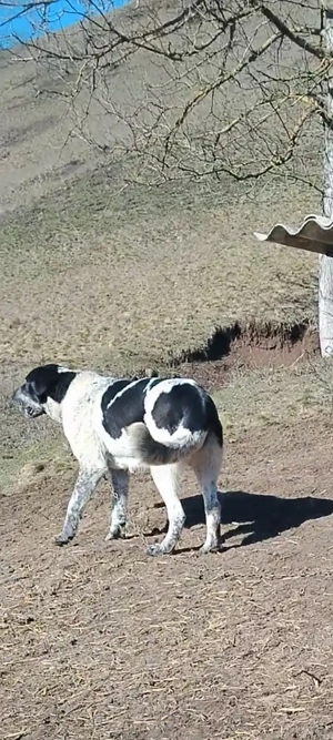 Disponibilă femelă  - imagine 4