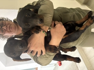 Tekel standard cu păr scurt  - imagine 2