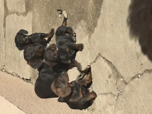 Tekel standard cu păr scurt  - imagine 5