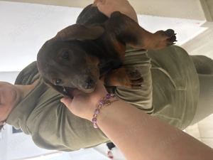 Tekel standard cu păr scurt  - imagine 4