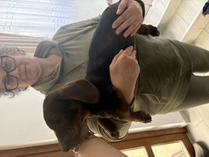 Tekel standard cu păr scurt  - imagine 3