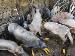 Godeni de vânzare  - imagine 4