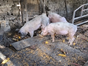 Godeni de vânzare  - imagine 2