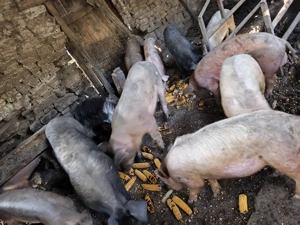 Godeni de vânzare  - imagine 5