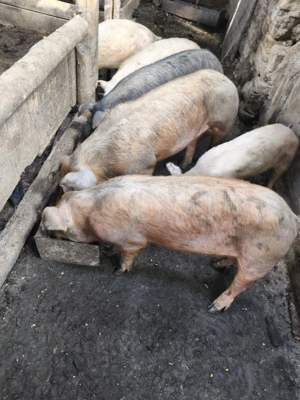 Godeni de vânzare  - imagine 3