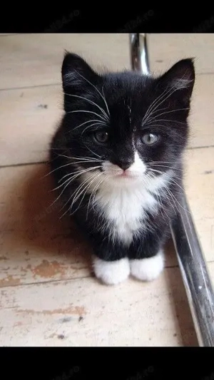 Siberian de Padure  - imagine 2