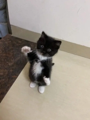 Siberian de Padure  - imagine 4