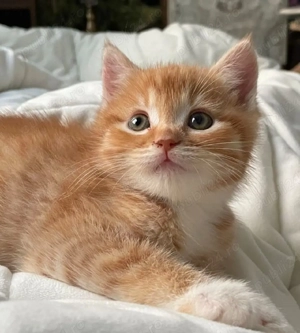 Siberiana de Pădure  - imagine 4